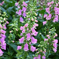 Digitalis x 'Pink Panther', Foxglove